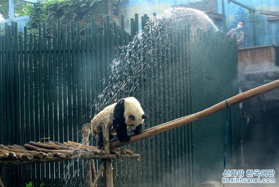 #（社会）（1）北京动物园：大熊猫淋浴享清凉