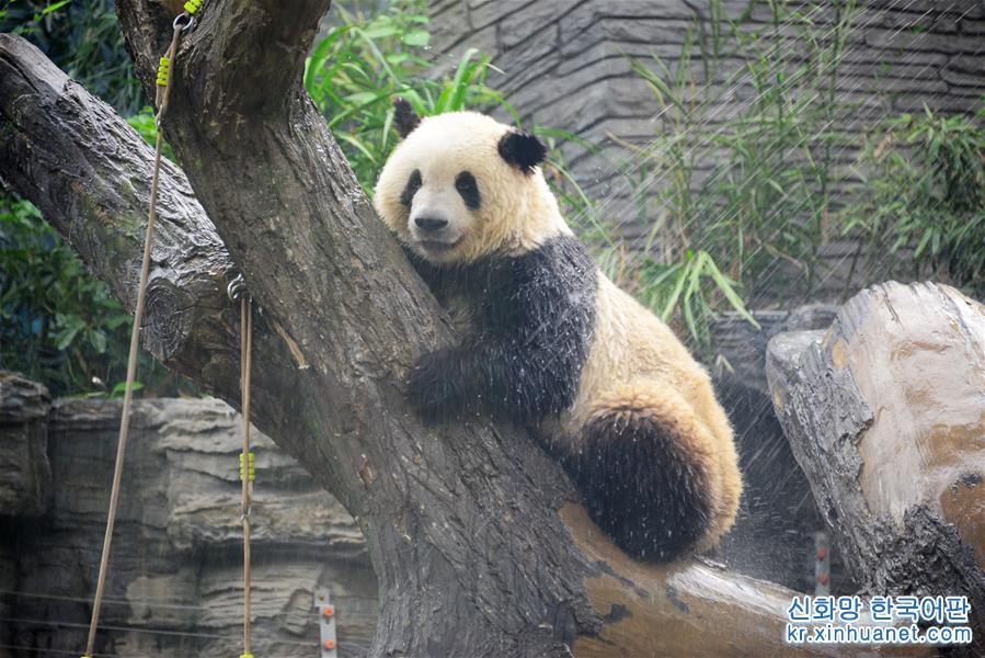#（社会）（2）北京动物园：大熊猫淋浴享清凉