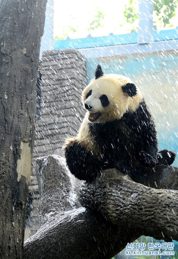 #（社会）（3）北京动物园：大熊猫淋浴享清凉