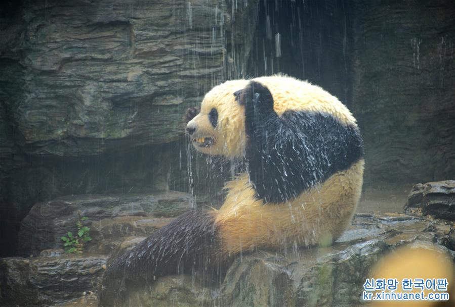 #（社会）（4）北京动物园：大熊猫淋浴享清凉