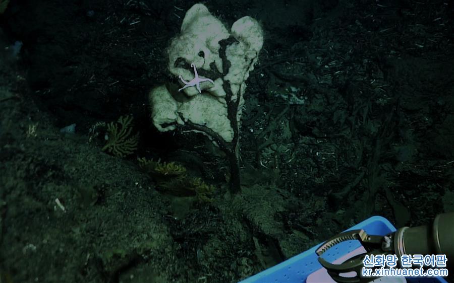 （图文互动）（2）我国科学家在南海甘泉海台首次发现冷水珊瑚群