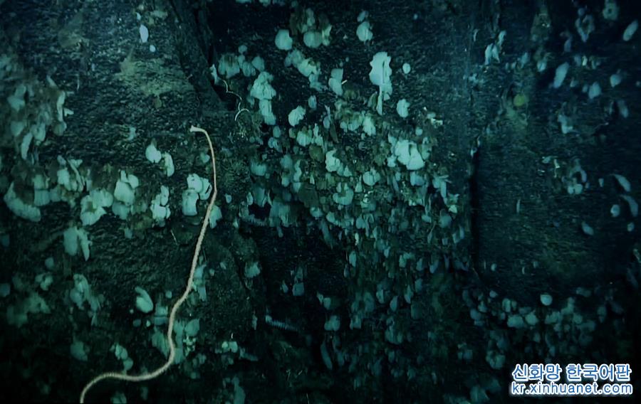 （圖文互動）（4）我國科學家在南海甘泉海臺首次發現冷水珊瑚群