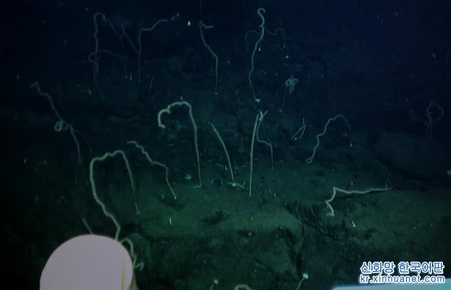 （图文互动）（5）我国科学家在南海甘泉海台首次发现冷水珊瑚群