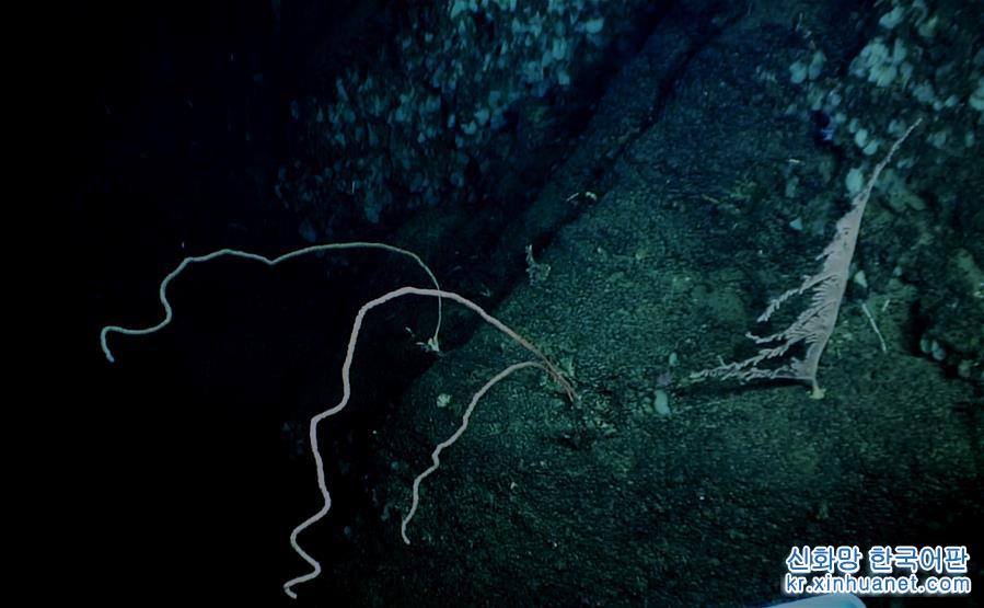 （图文互动）（7）我国科学家在南海甘泉海台首次发现冷水珊瑚群