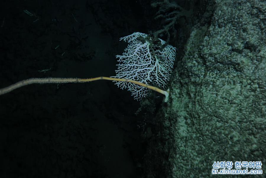 （图文互动）（8）我国科学家在南海甘泉海台首次发现冷水珊瑚群