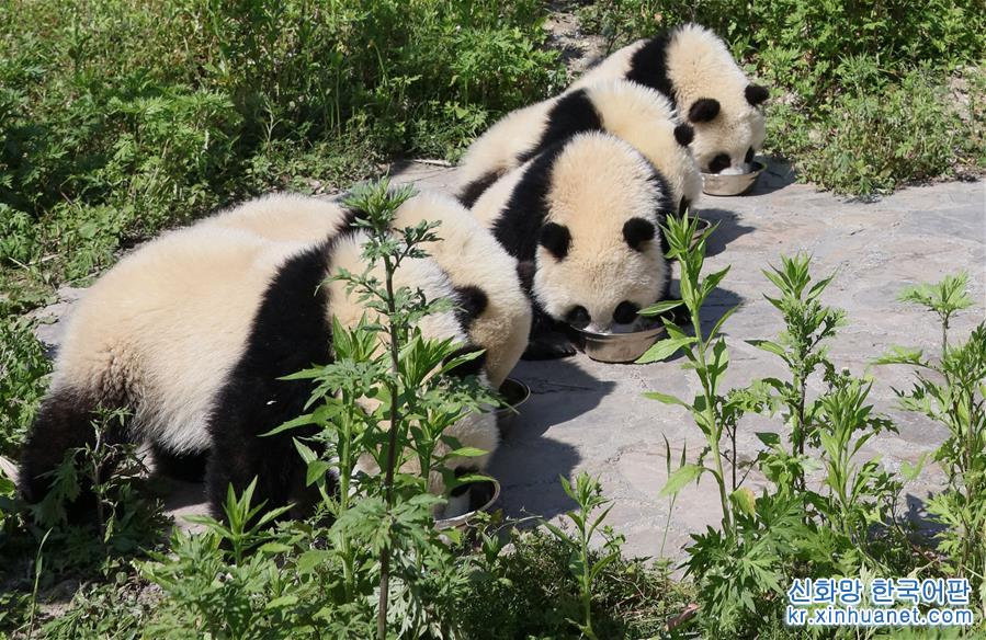 （社会）（2）藏在绿水青山间的大熊猫“幼儿园”