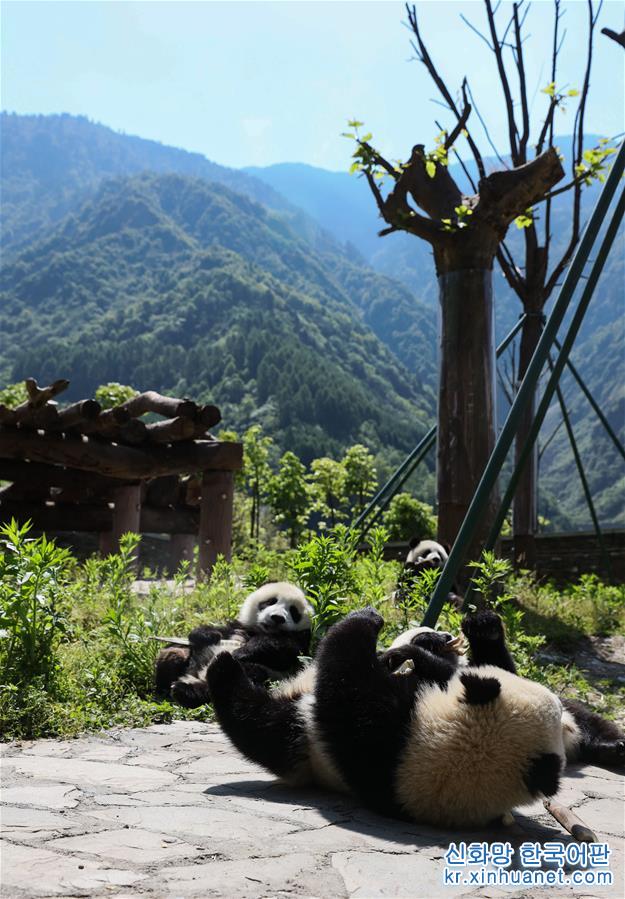（社会）（3）藏在绿水青山间的大熊猫“幼儿园”