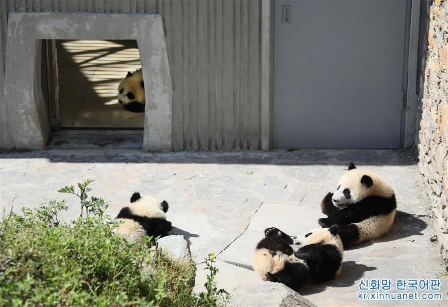 （社会）（5）藏在绿水青山间的大熊猫“幼儿园”