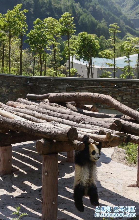 （社会）（7）藏在绿水青山间的大熊猫“幼儿园”