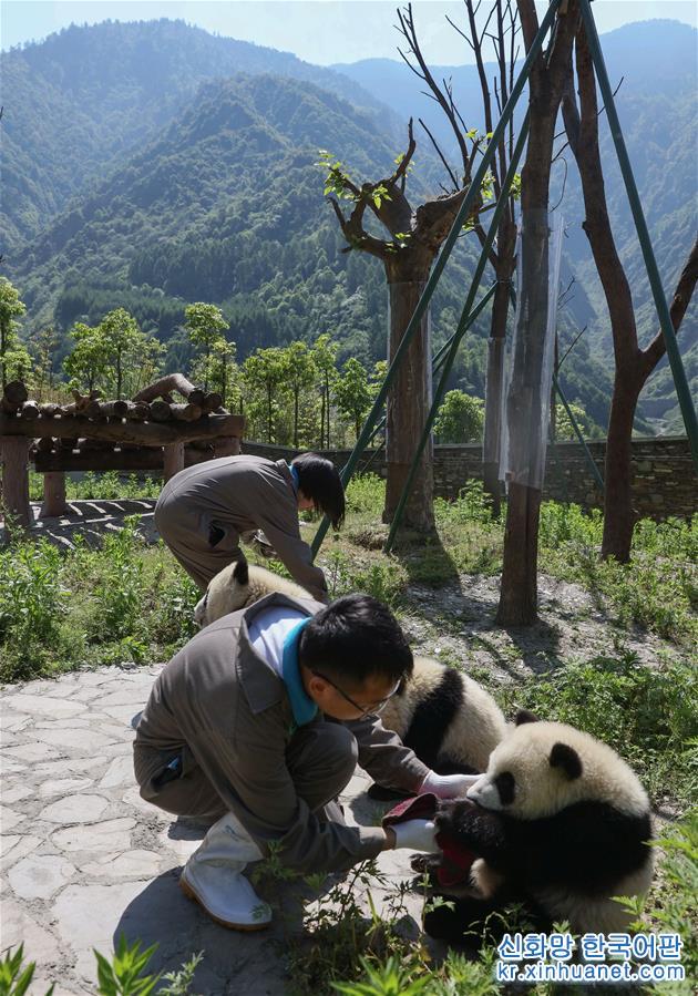 （社会）（9）藏在绿水青山间的大熊猫“幼儿园”