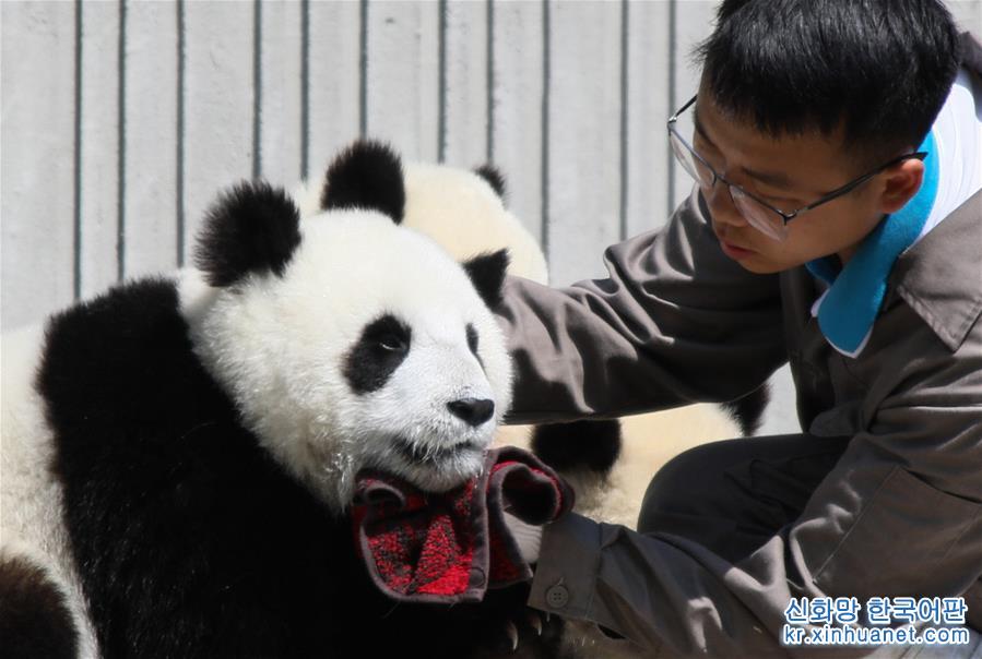 （社会）（11）藏在绿水青山间的大熊猫“幼儿园”