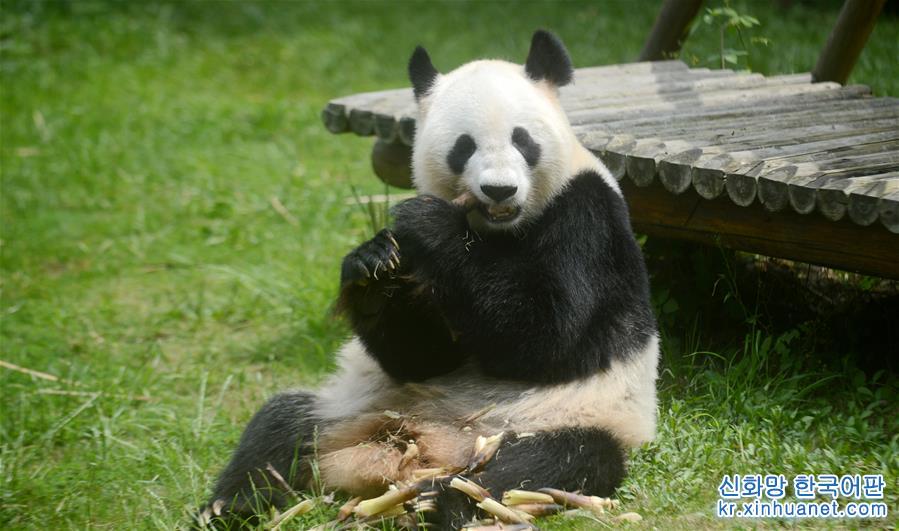 #（社会）（3）大熊猫“瑛美”告别扬州回家乡四川