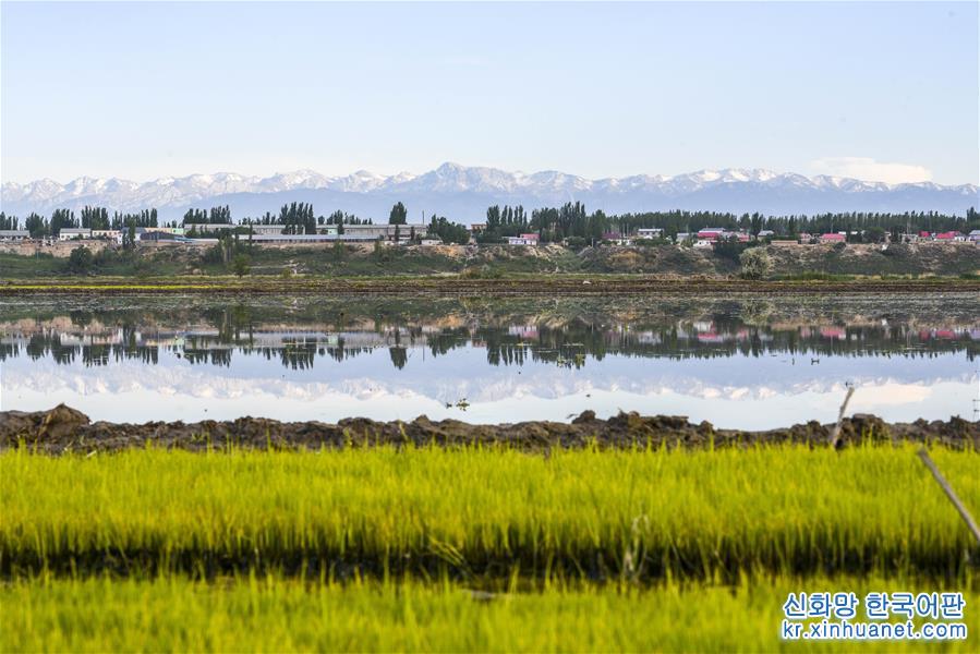 （环境）（1）新疆伊犁河谷稻田生态美