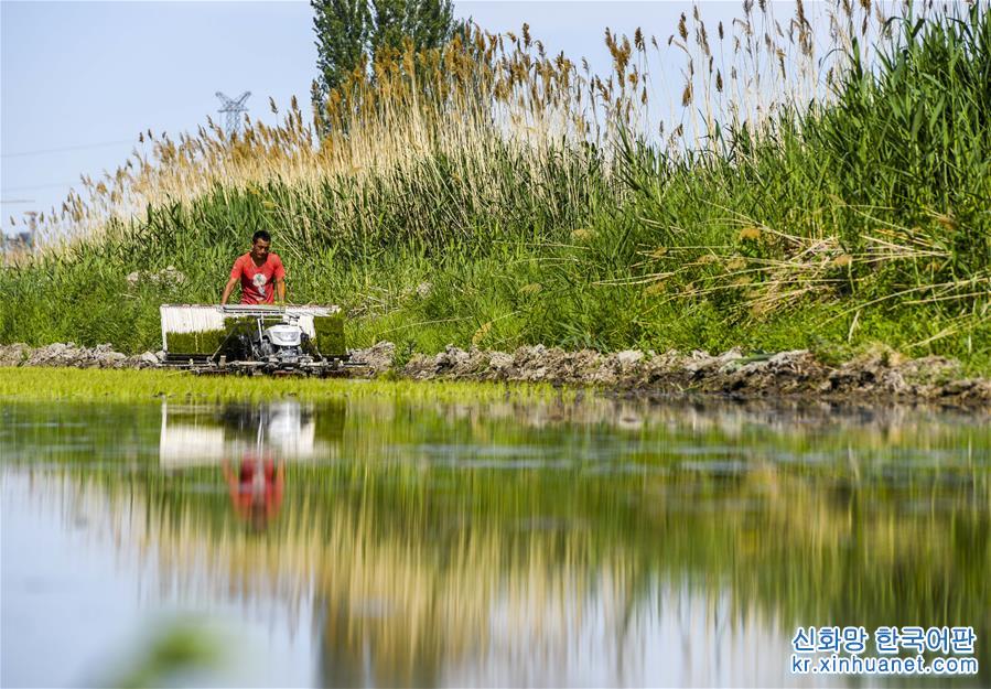 （环境）（4）新疆伊犁河谷稻田生态美