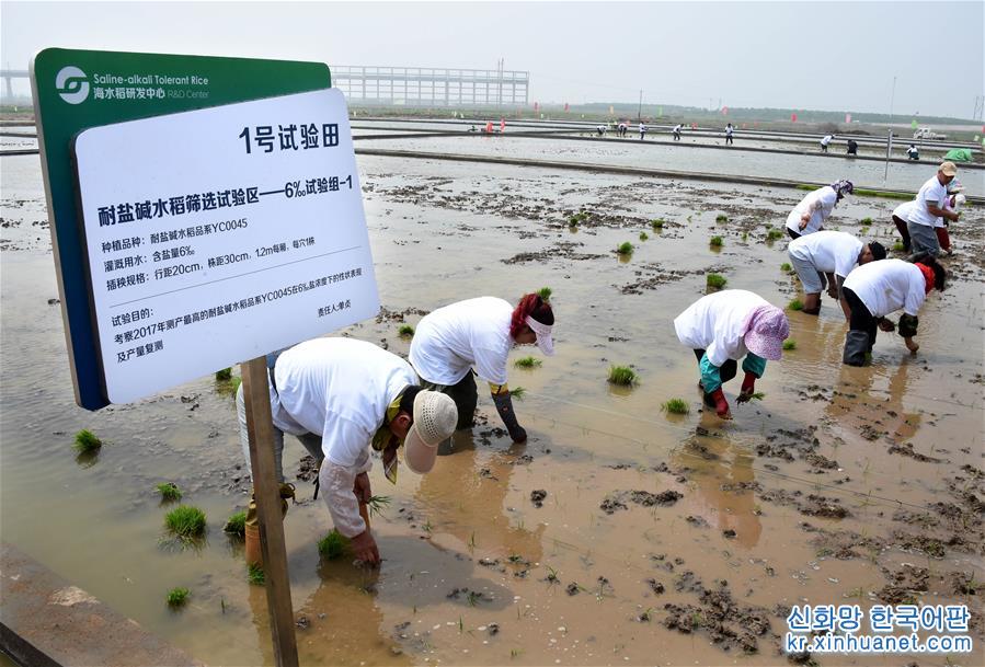 （科技）（2）青岛海水稻在六大试验基地同时插秧试种