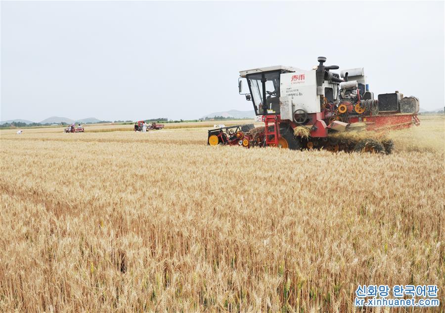 #（經濟）（1）全國大規模小麥跨區機收全面展開 