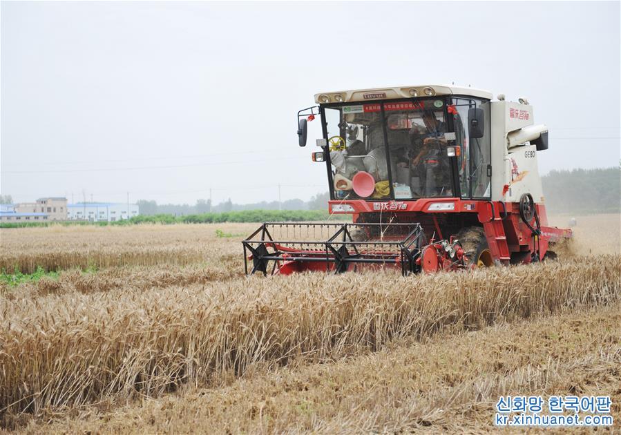 #（经济）（3）全国大规模小麦跨区机收全面展开 