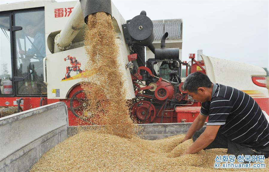 #（经济）（4）全国大规模小麦跨区机收全面展开 