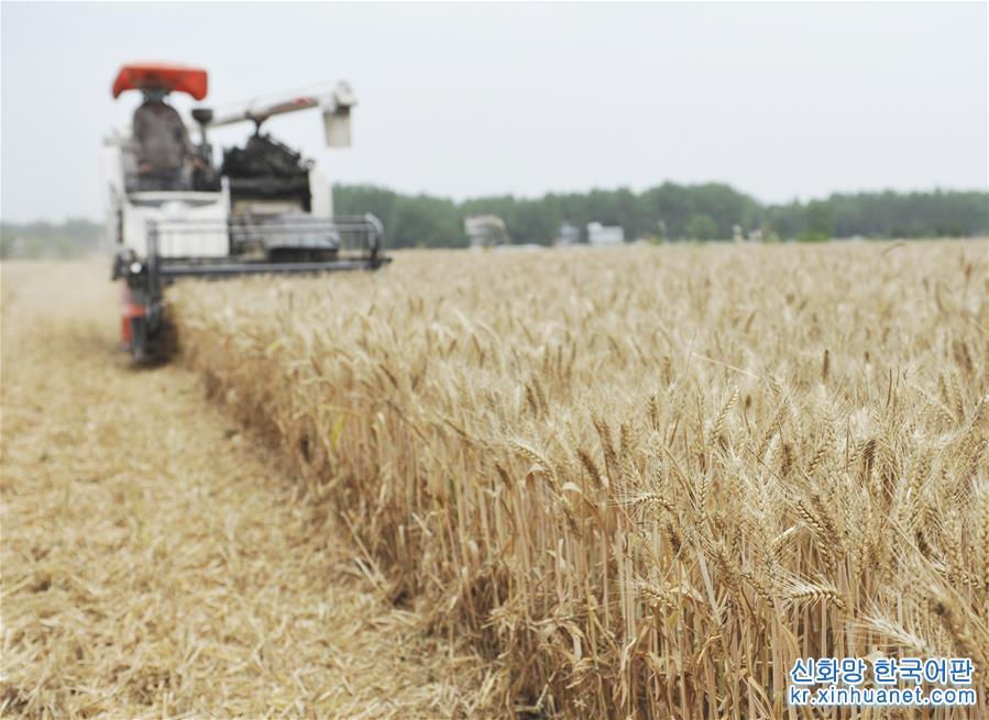 #（经济）（5）全国大规模小麦跨区机收全面展开 