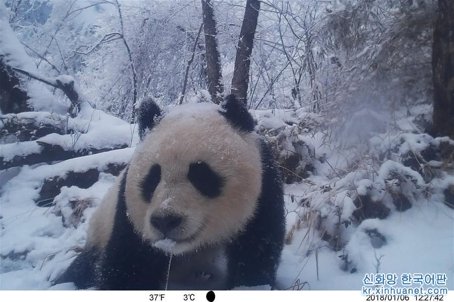 （图文互动）（1）保护者“眼”中的野生大熊猫：现在要见你也很容易