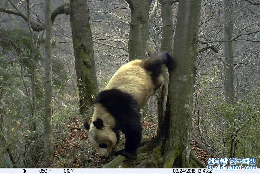 （图文互动）（2）保护者“眼”中的野生大熊猫：现在要见你也很容易