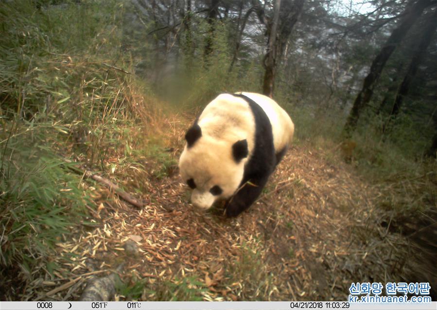 （圖文互動）（3）保護者“眼”中的野生大熊貓：現在要見你也很容易