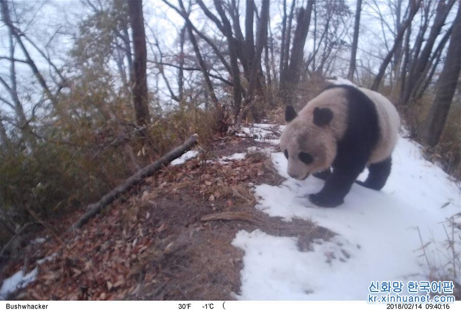 （图文互动）（4）保护者“眼”中的野生大熊猫：现在要见你也很容易