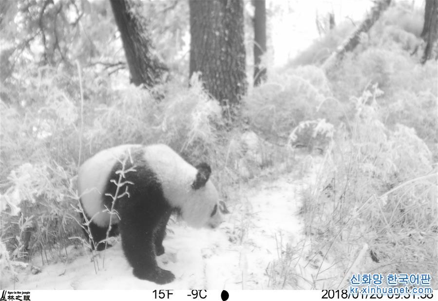 （圖文互動）（5）保護者“眼”中的野生大熊貓：現在要見你也很容易