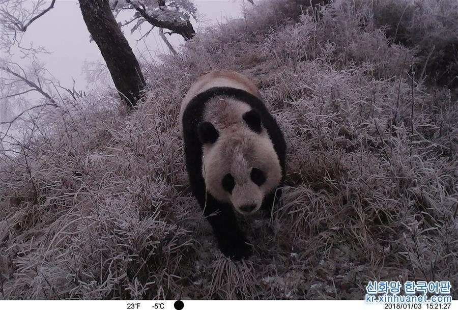 （圖文互動）（7）保護者“眼”中的野生大熊貓：現在要見你也很容易