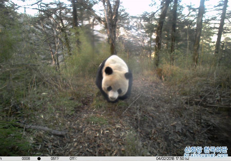 （图文互动）（9）保护者“眼”中的野生大熊猫：现在要见你也很容易