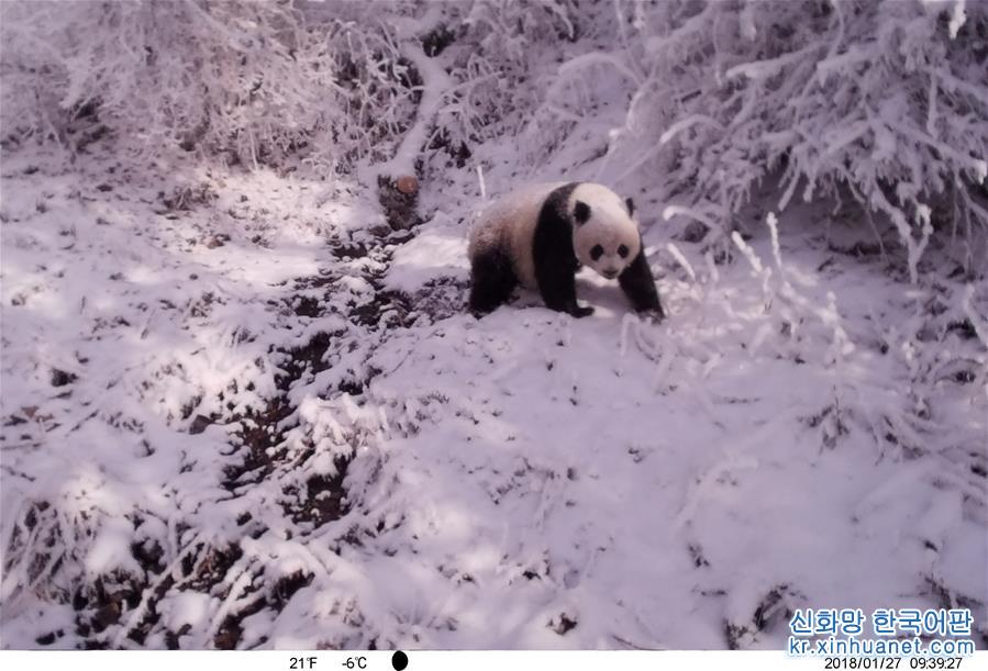 （图文互动）（11）保护者“眼”中的野生大熊猫：现在要见你也很容易