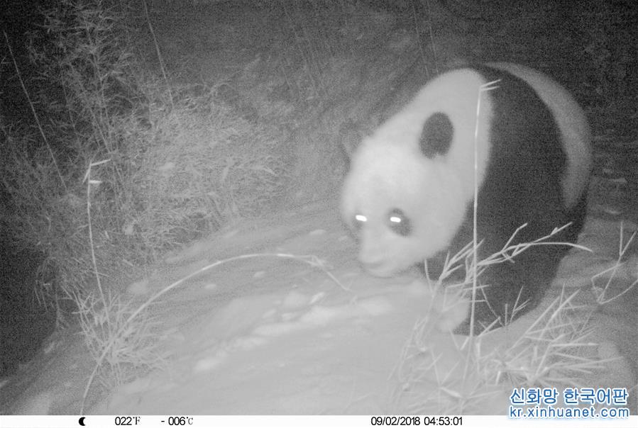 （图文互动）（12）保护者“眼”中的野生大熊猫：现在要见你也很容易