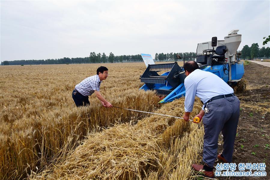 （科技）（1）我国杂交小麦研发进入大田应用和产业化阶段
