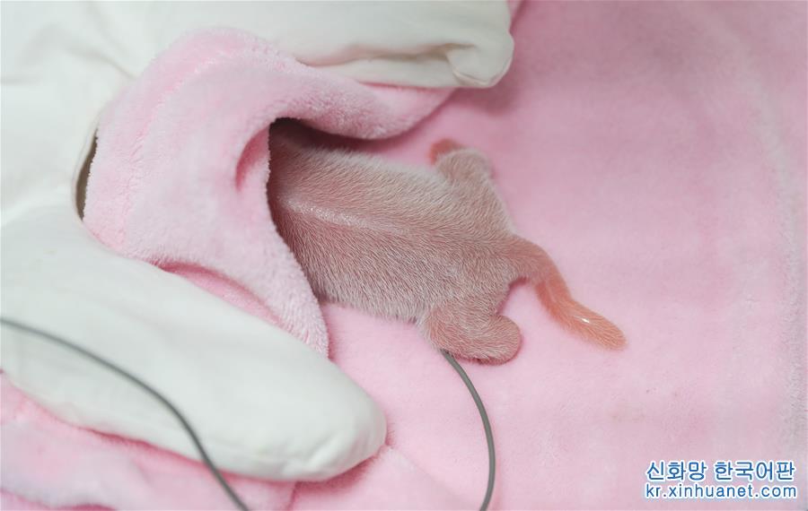 （图文互动）（4）今年全球首对大熊猫龙凤胎诞生