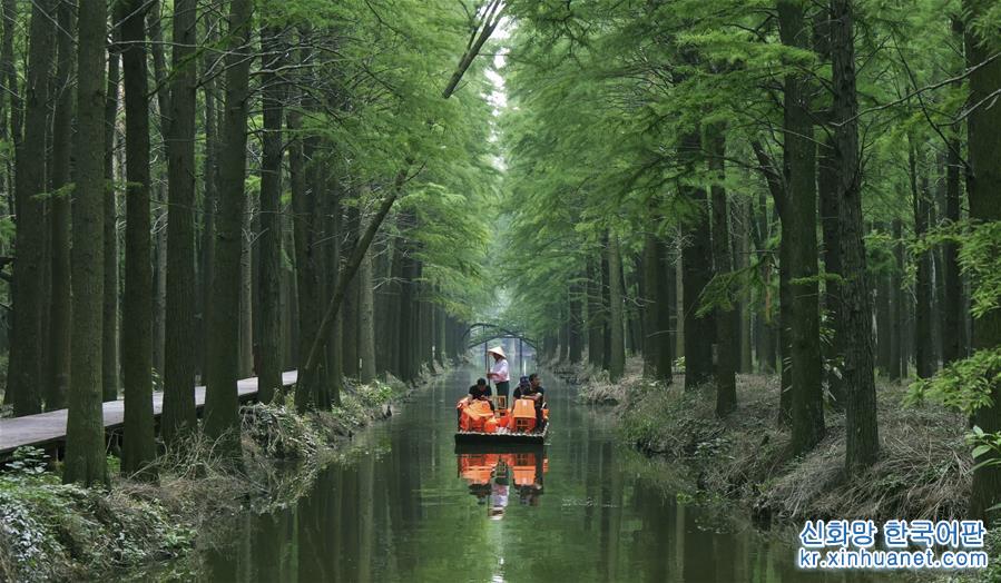 #（環境）（3）江蘇興化：“水上森林”畫中遊