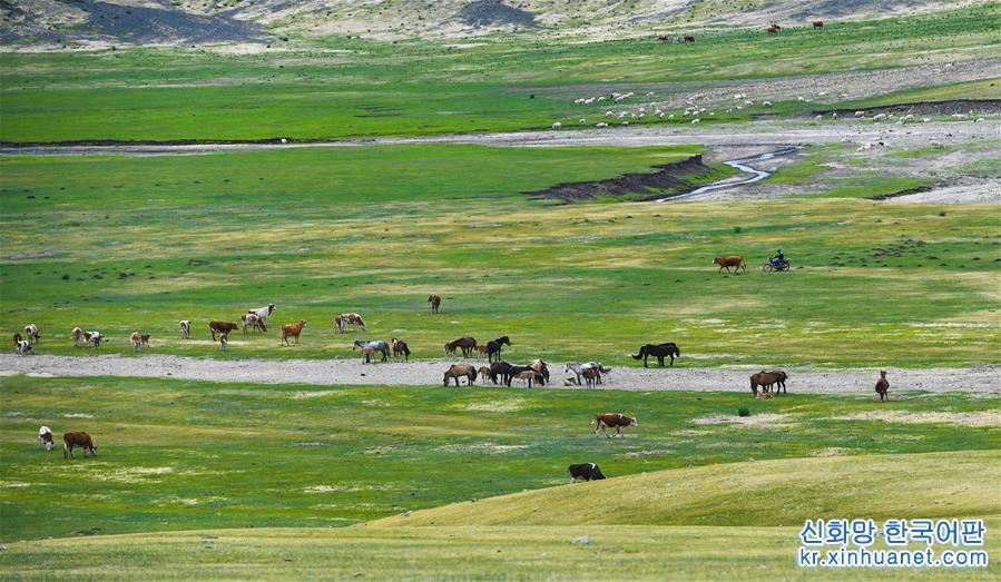 （環境）（2）內蒙古草原進入全面返青期