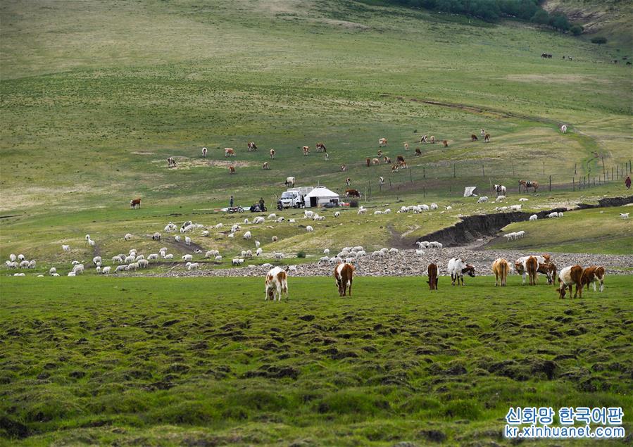 （环境）（4）内蒙古草原进入全面返青期