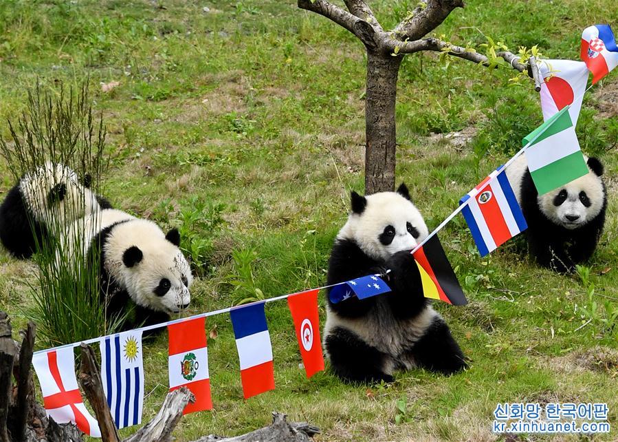（社會）（1）熊貓“足球賽” 助威世界杯
