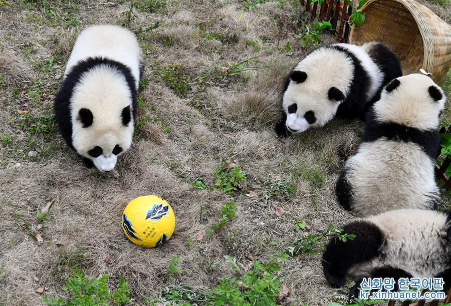 （新华视界）（4）熊猫“足球赛” 助威世界杯