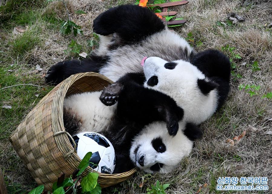 （社会）（5）熊猫“足球赛” 助威世界杯