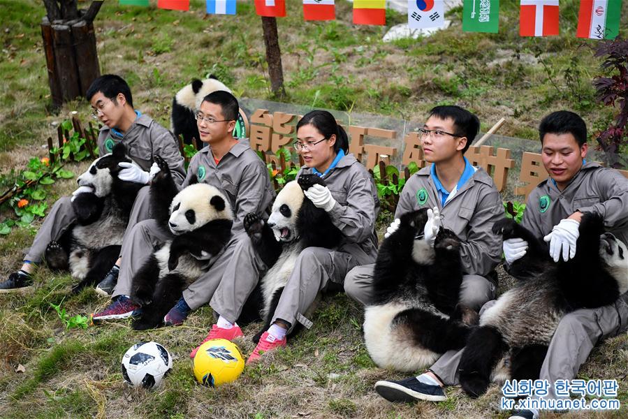 （社会）（6）熊猫“足球赛” 助威世界杯