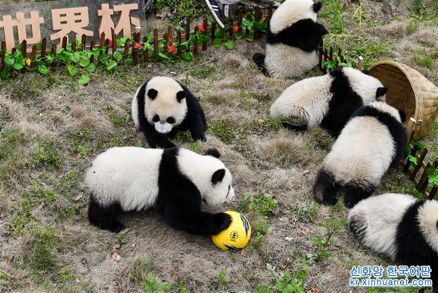 （社会）（2）熊猫“足球赛” 助威世界杯