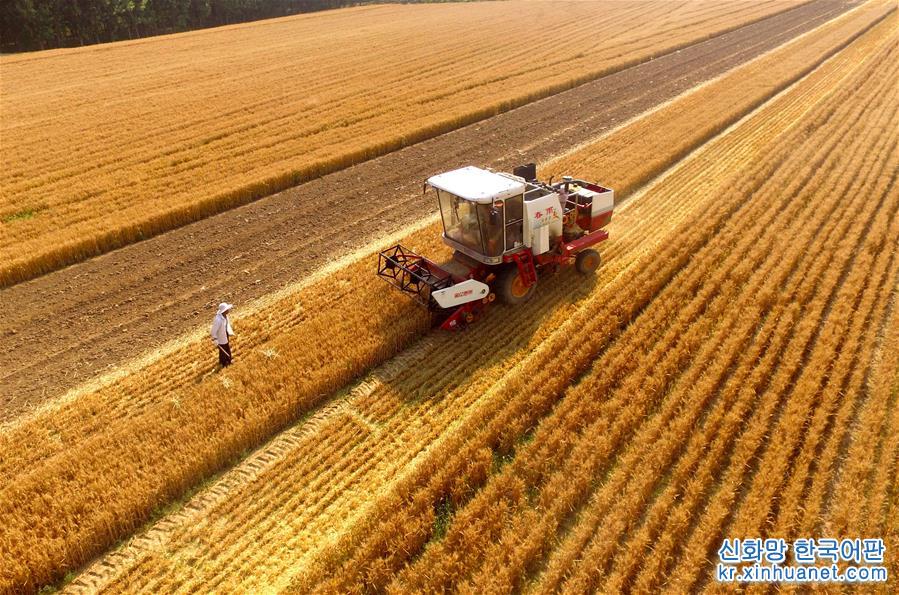 #（经济）（1）全国小麦收获进度过八成