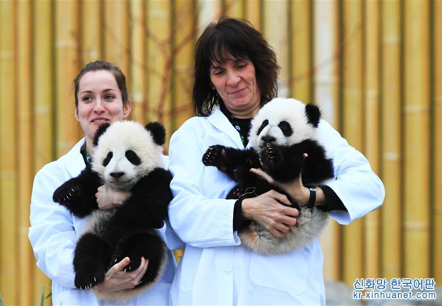 （国际·编辑连线）（11）我们都爱大熊猫
