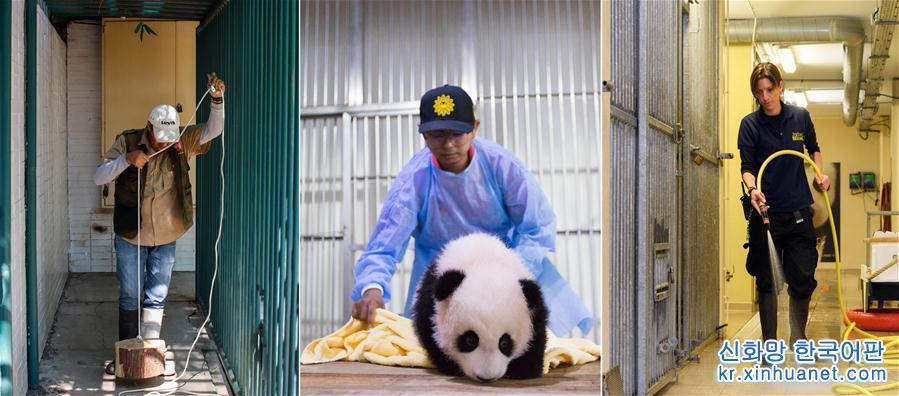 （国际·编辑连线）（2）我们都爱大熊猫