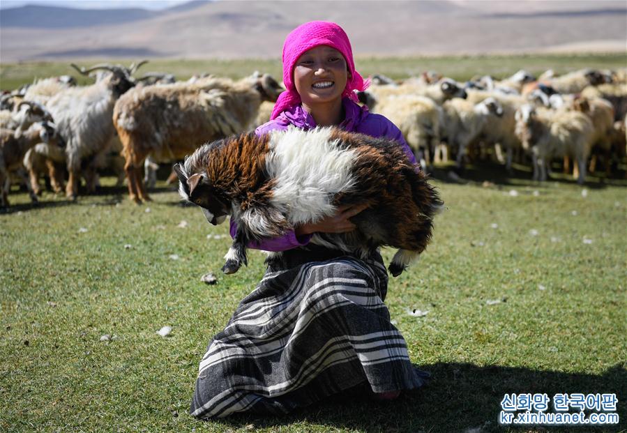 （经济）（4）西藏日喀则牧民剪羊毛