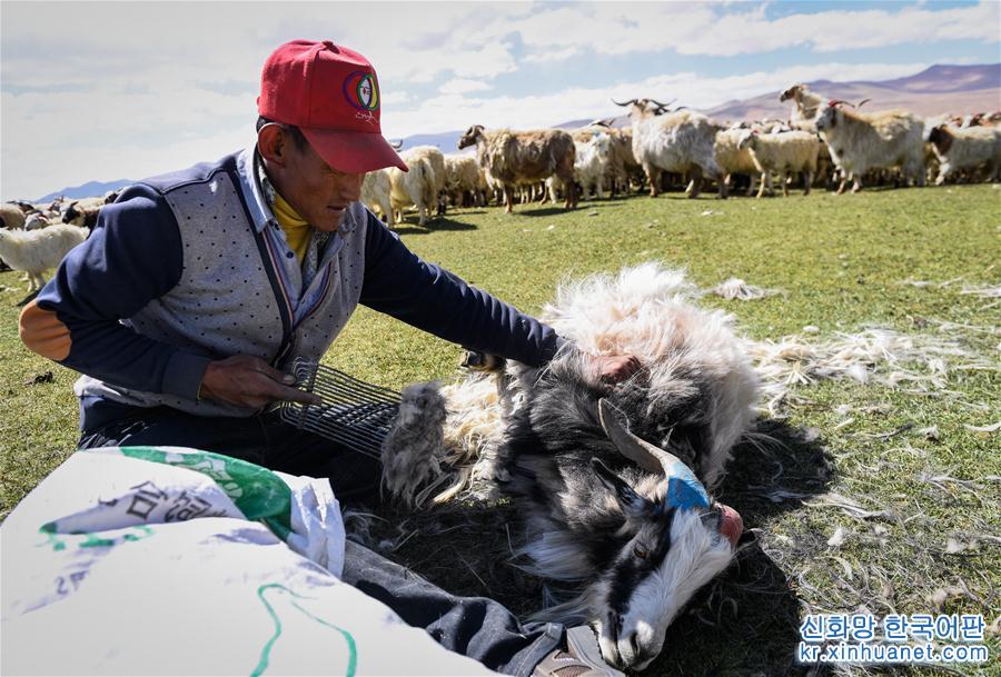 （经济）（2）西藏日喀则牧民剪羊毛