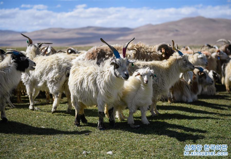 （经济）（5）西藏日喀则牧民剪羊毛