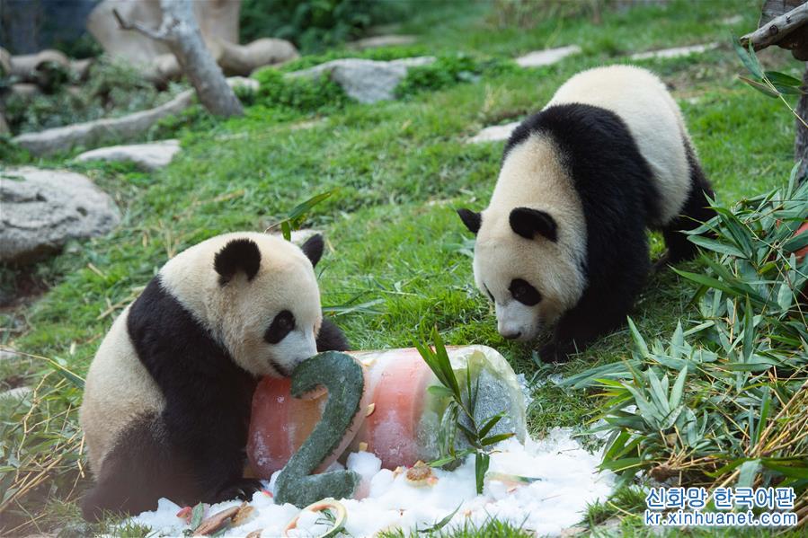 （社会）（1）澳门大熊猫“健健”“康康”迎来2周岁生日