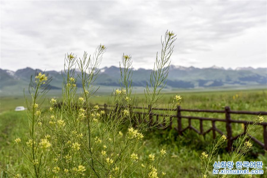 （社会）（6）新疆：“空中草原”迎来旅游旺季